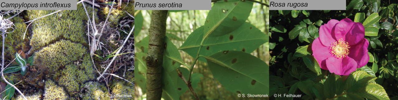 Three different invasive alien plant species