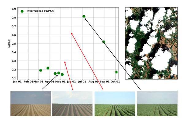 Cloud-free fAPAR registrations (green dots) by Sentinel-2 over a potato field. 