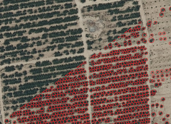 Identification of palm trees on aerial photos