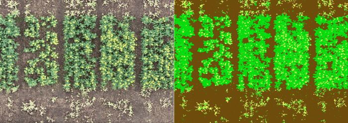 Pixel-based plant and flower classification - © VITO Remote Sensing