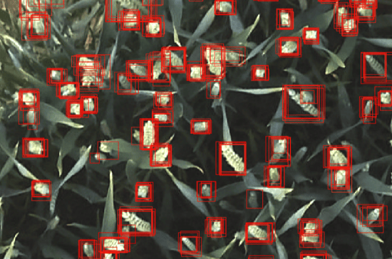 MAPEO - Labelling of wheat ears from drone based imagery- Comparison of labeling results between different operators is used to improve model accuracy