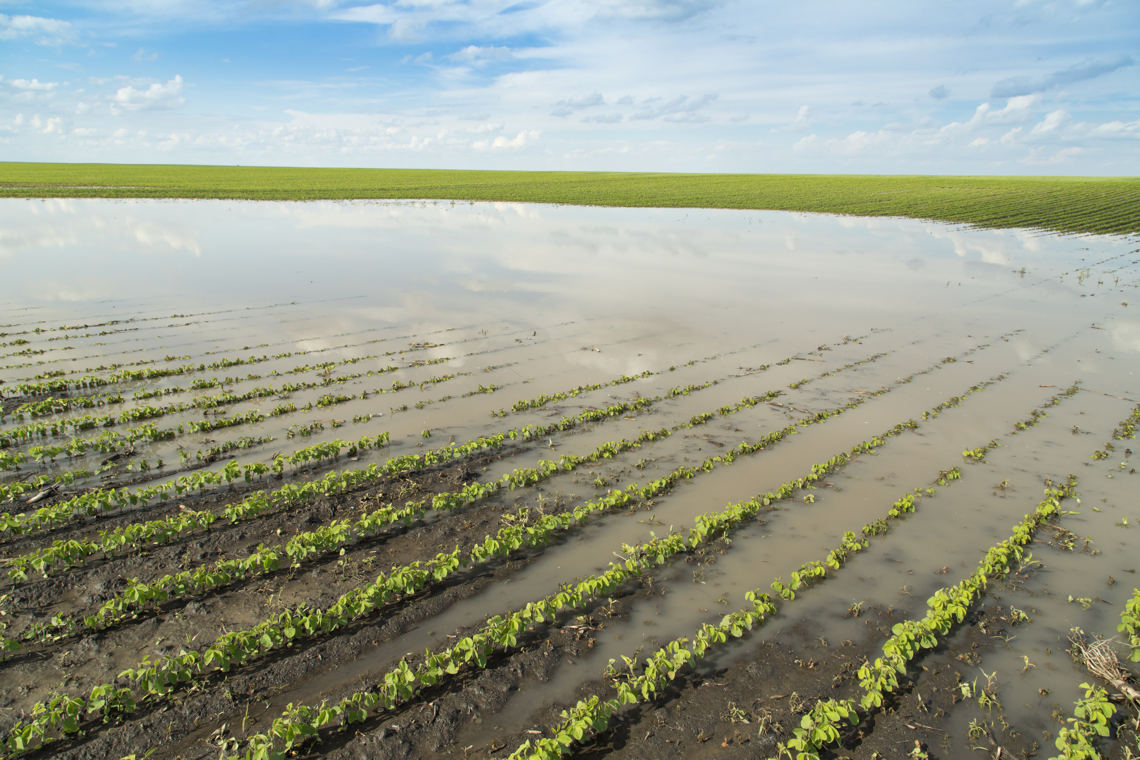 Drones and Agricultural Insurance: Transforming Crop Damage Assessments