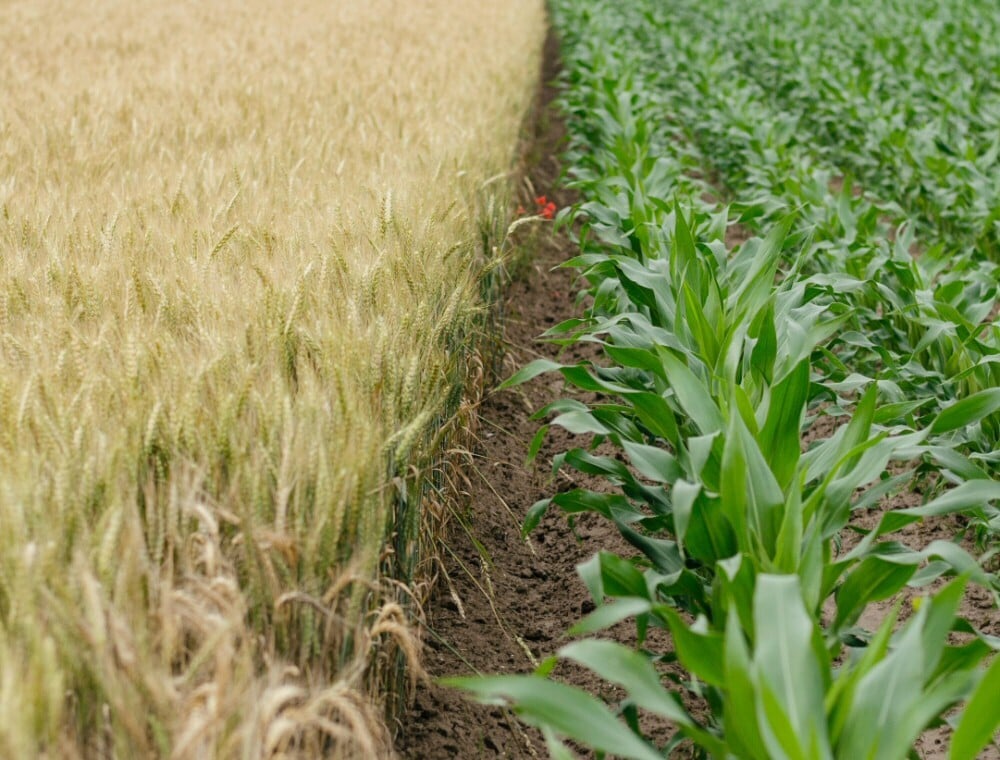 WorldCereal: Empowering Global Crop Mapping with Custom Data and Cloud Tools