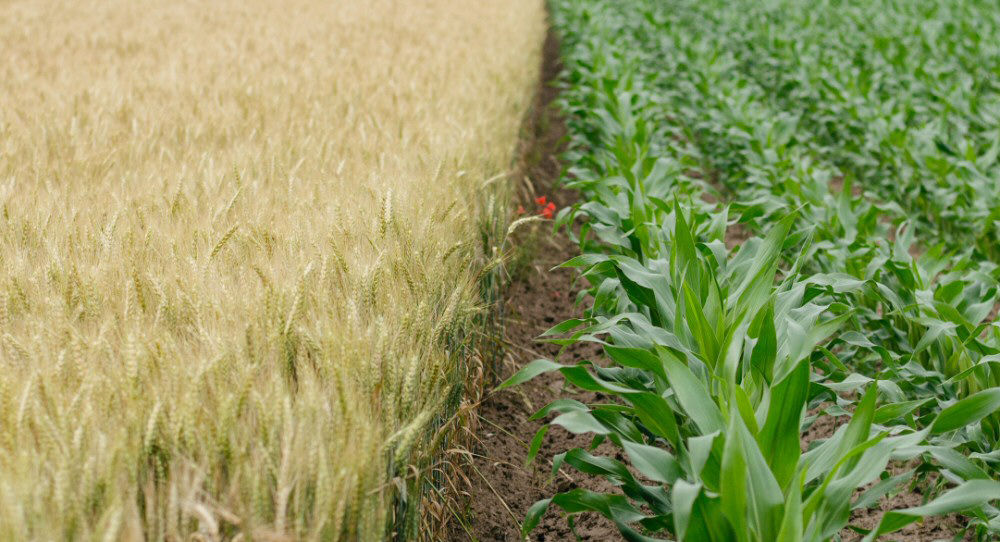WorldCereal: Empowering Global Crop Mapping with Custom Data and Cloud Tools